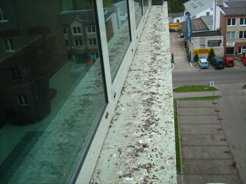 Zanieczyszczony ptasimi odchodami parapet biurowca, widok z góry na parking i budynki w tle.